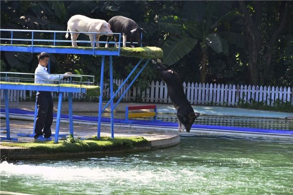 Los mamíferos acompañados por su entrenador durante una competencia