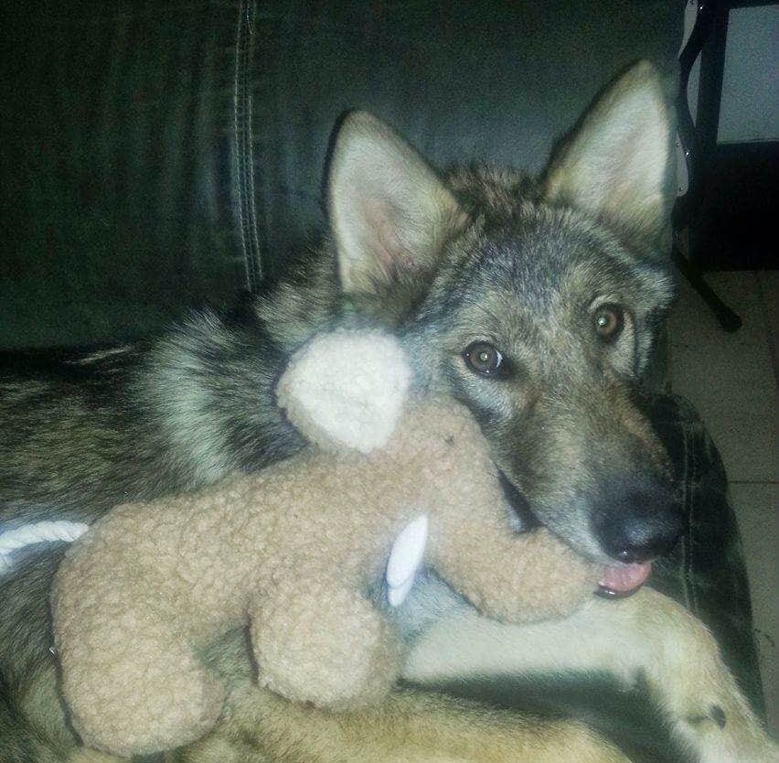 Neo de cachorro jugando con un peluche