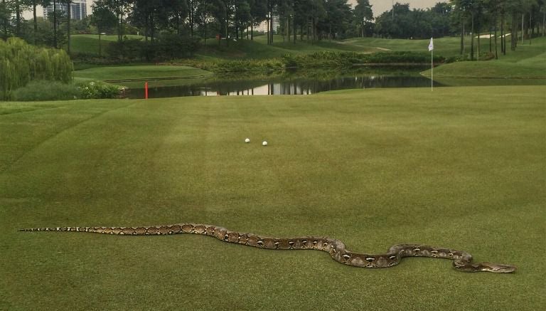 Serpiente atravesando el campo de TPC Kuala Lumpur