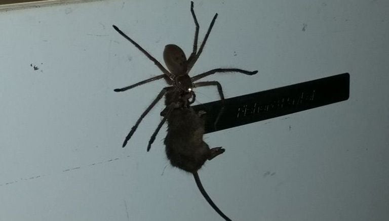 Araña gigante arrastrar ratón sobre un refrigerador