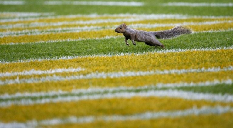 La ardilla cruza las diagonales en Lambeau Field