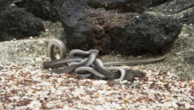 Iguana sobrevive al ataque de las serpientes