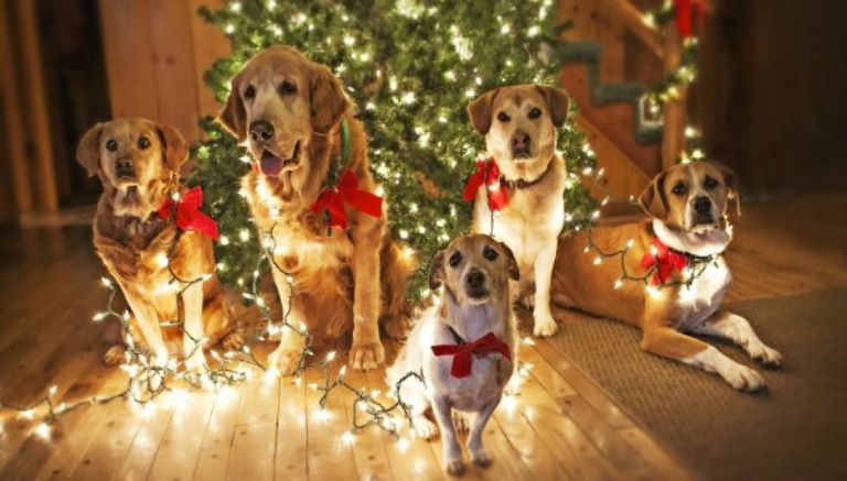 Perros junto a un árbol de Navidad