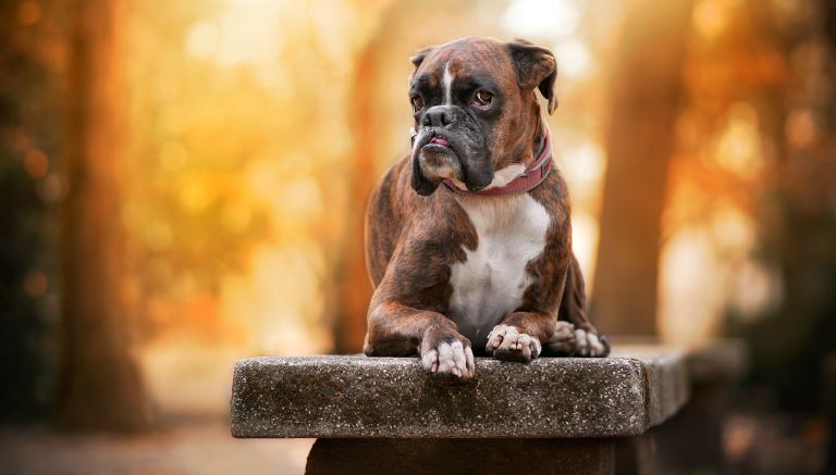 El 'bóxer' posando en un pedestal