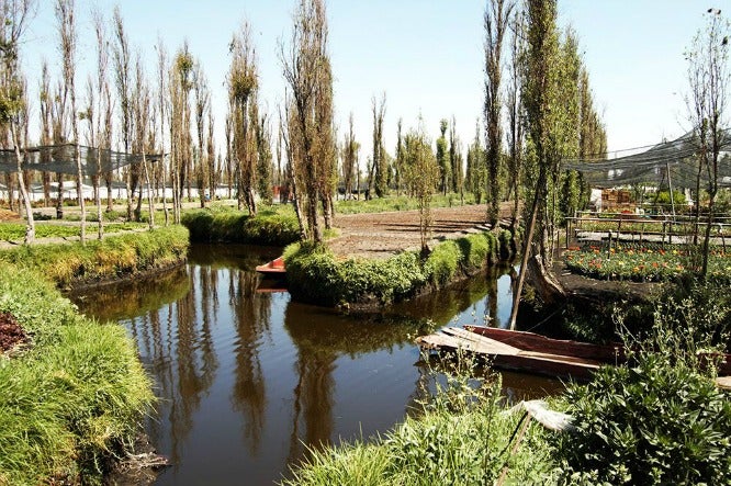 Así luce una chinampa de Xochimilco