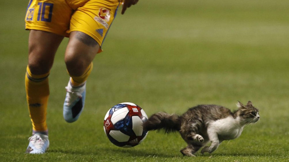 Gato pasa junto a Gignac en la Leagues Cup 