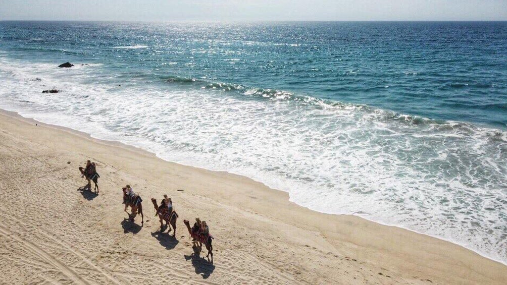 Tenistas, durante paseo en camellos en la playa 