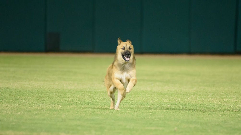 Perro invade diamante de beisbol