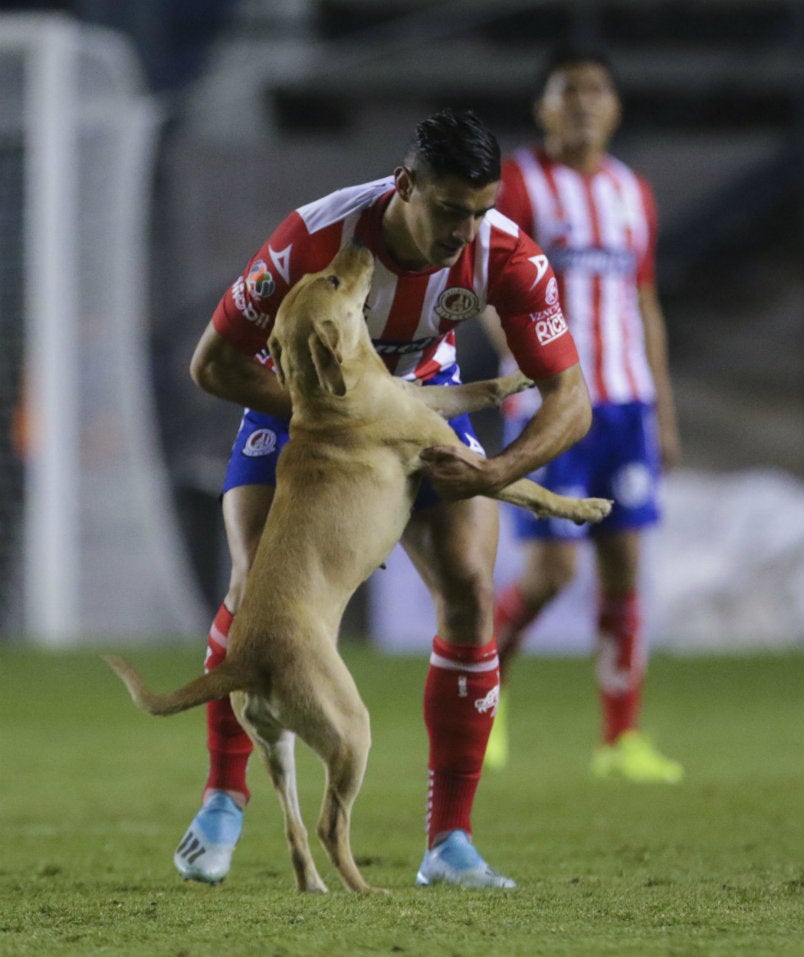 Germán Berterame cargando a Tunita