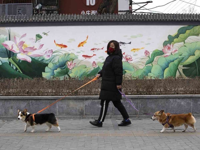 Perros en paseo