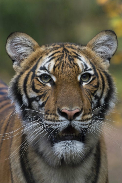 El animal no quería comer y tenía tos