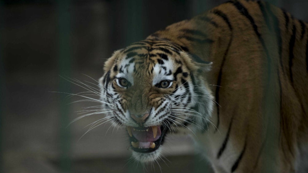 Un tigre dio positivo por COVID-19 en Nueva York