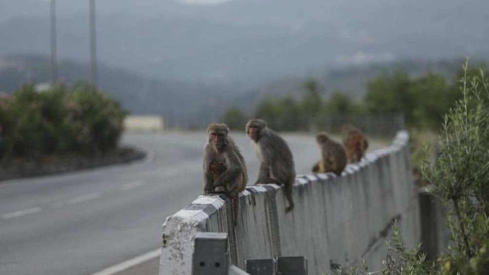 Grupo de Monos en una carretera