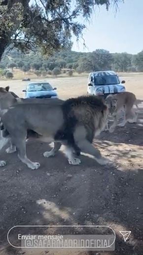 Leones a las afueras del carro de Héctor Herrera