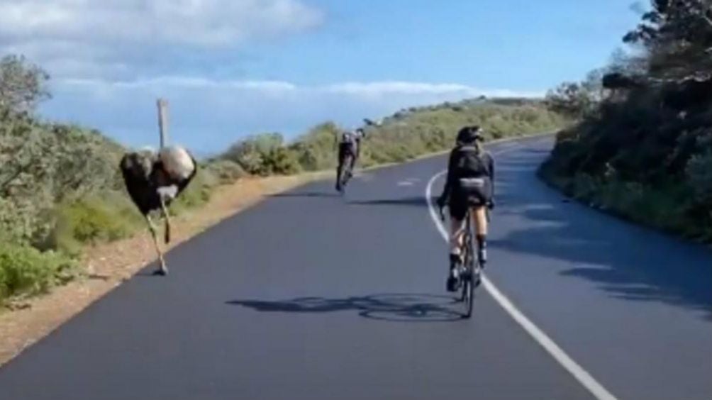 Una avestruz 'participó' en carrera grupal de ciclistas en Sudáfrica