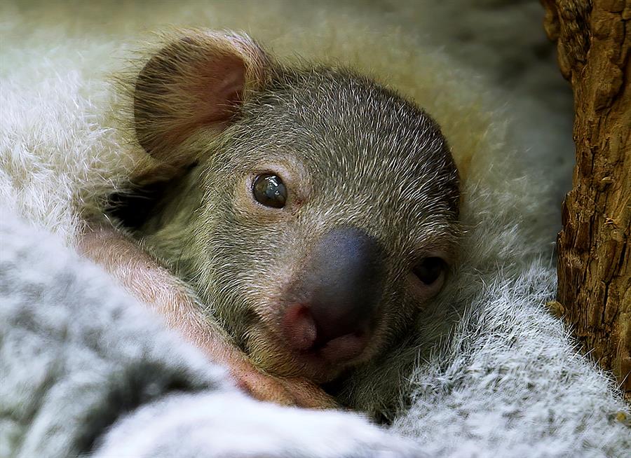 El bebé koala que apadrinará Thiem 