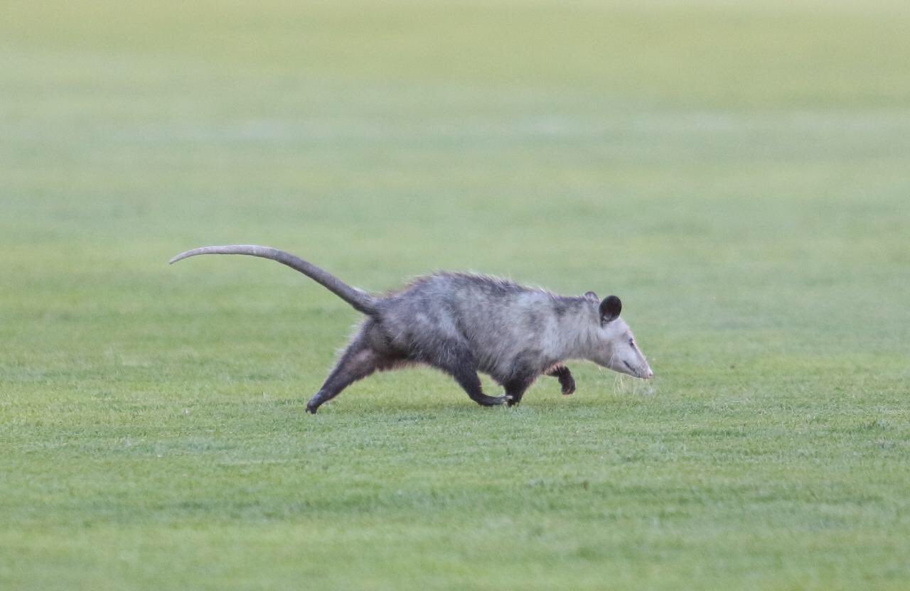 El tlacuache que invadió la cancha del Victoria 