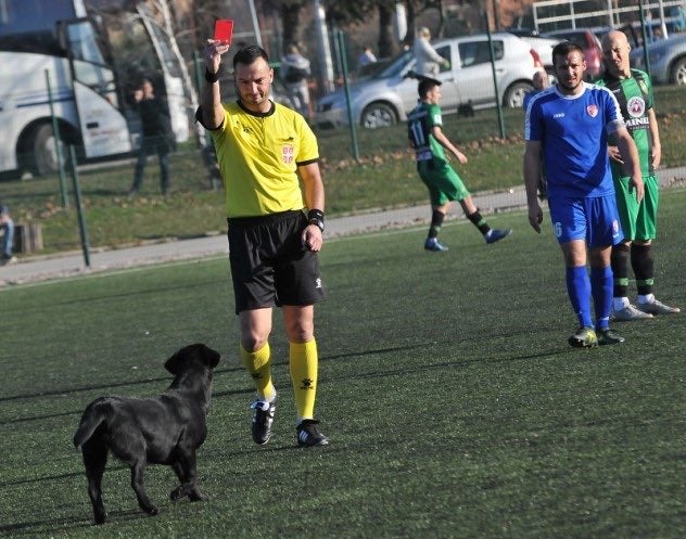 Árbitro en Serbia expulsando a un perro