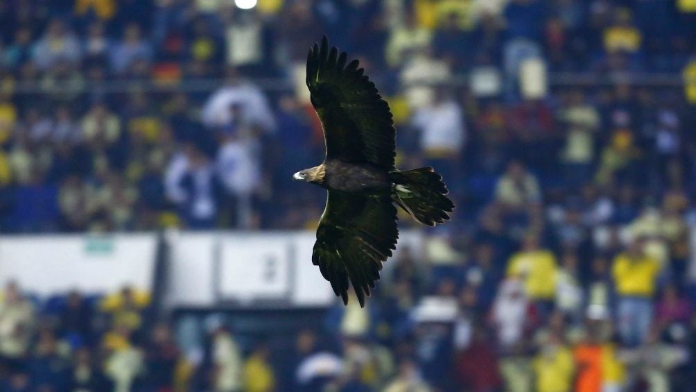 Águila, mascota del América 