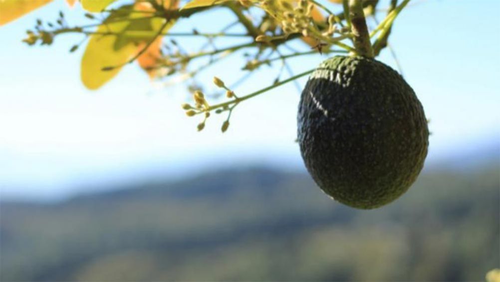 El aguacate michoacana está en los mejores estándares