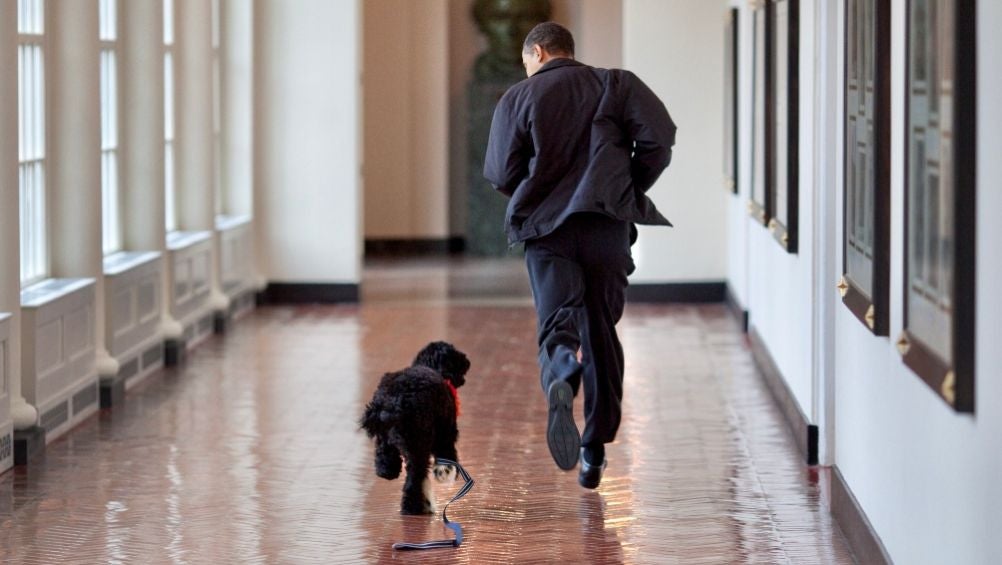 Bo y Obama corriendo por un pasillo