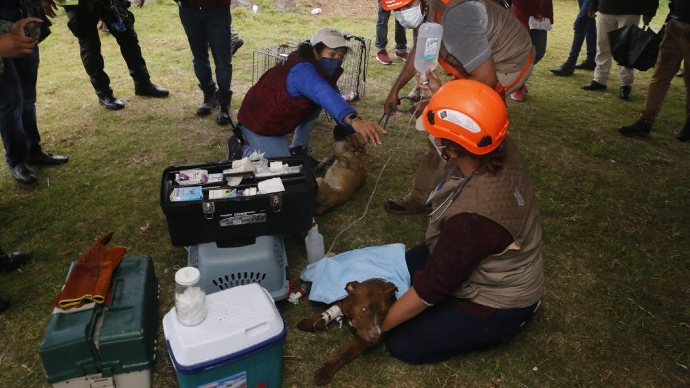 Socavón Puebla: Dos perritos que cayeron en el hoyo fueron salvados