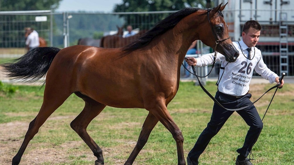 Caballo de carreras murió tras ser drogado