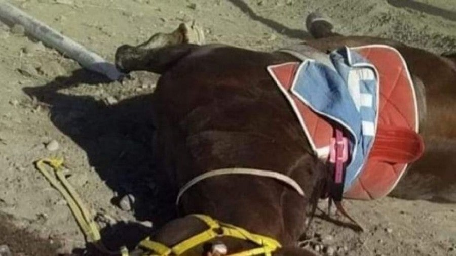 Caballo de carreras murió tras ser drogado