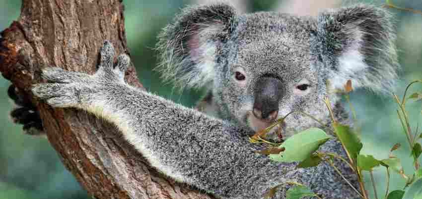 Australia declaró en peligro de extinción al Koala 