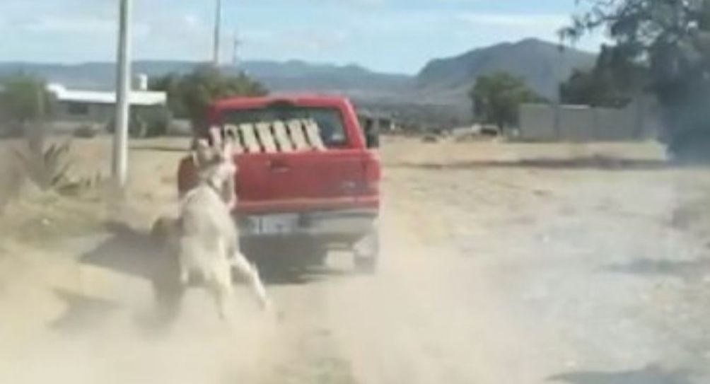 Burro siendo arrastrado por una camioneta