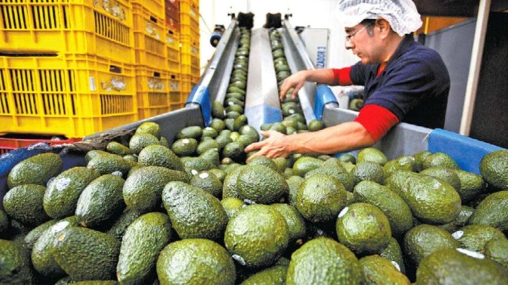 Productora de aguacate en México