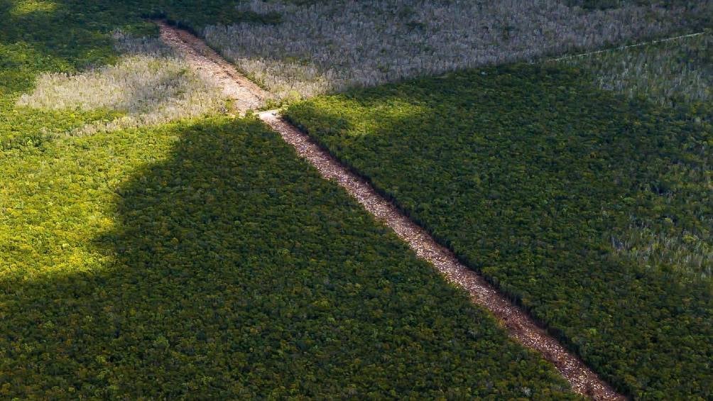 Flora y fauna en destrucción y afectadas por obras del Tren Maya