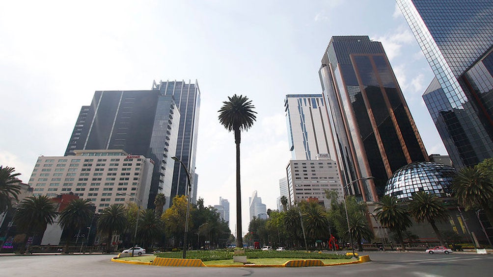 La emblemática palma de la CDMX