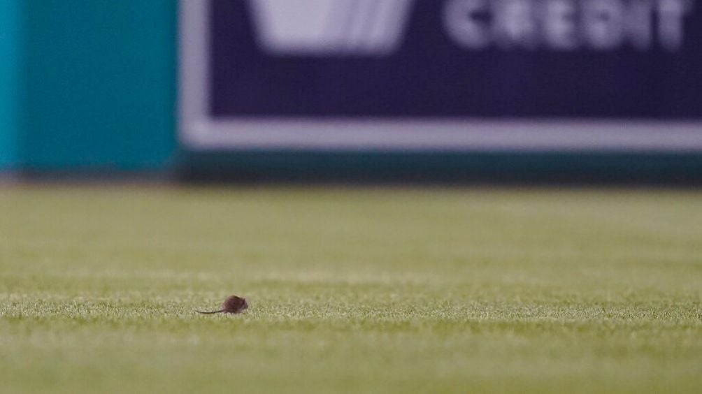 Rata invadiendo el campo del Nationals Park