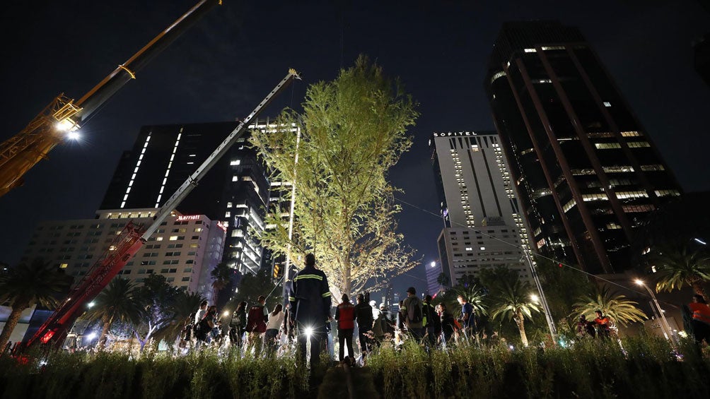 Ahuehuete es instalado en Paseo de la Reforma