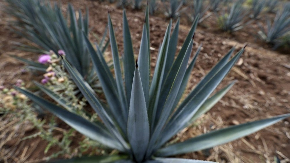 Planta de Agave Azul