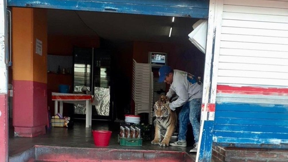 Tigre en taquería de Hidalgo