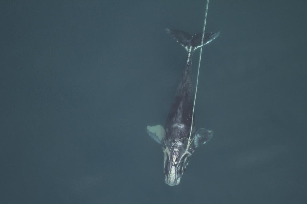 Ballena en el Atlántico