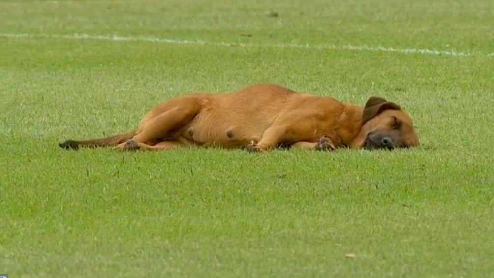 Perrito dormido en el futbol de Paraguay