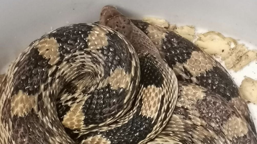 La serpiente medía un poco más de 1.5 metros