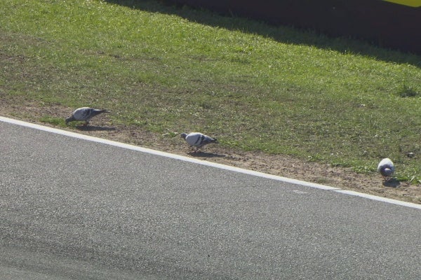 El grupo de palomas en el circuito 