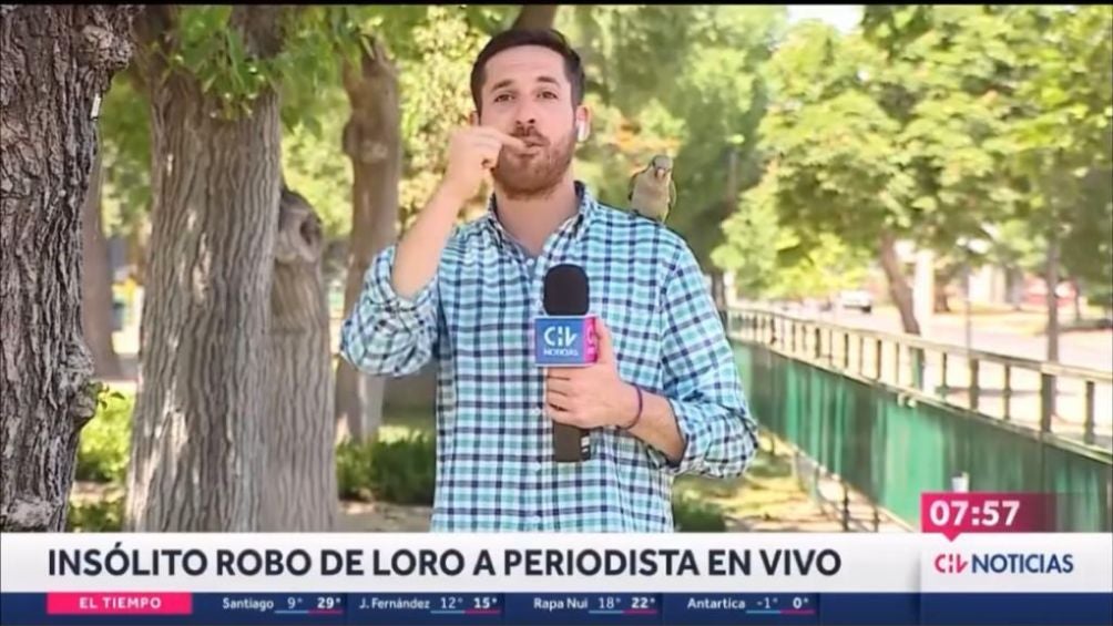 Periodista y el loro ladrón 