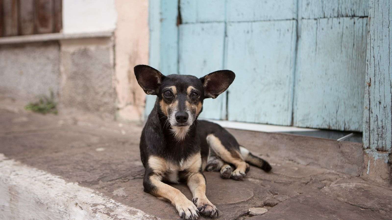 Perros callejeros presentes en las calles qatarís