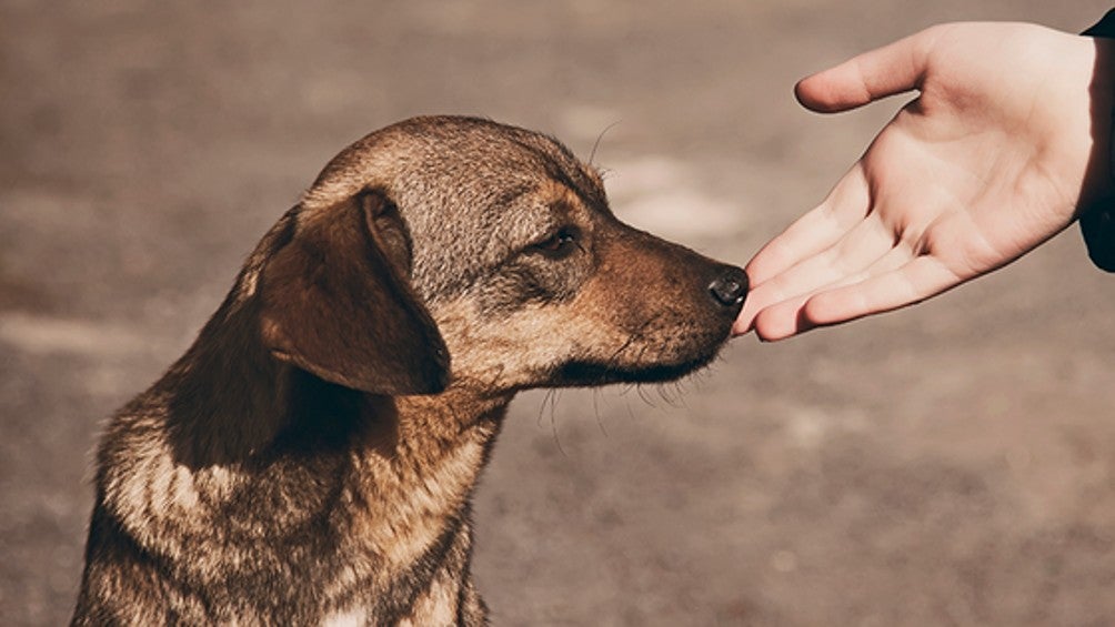 Qatar 2022: ¿Existen perros callejeros en el país mundialista?