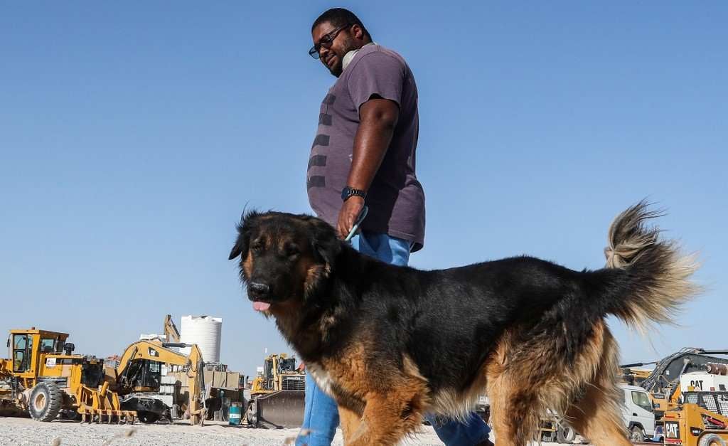 Perros fueron abandonados durante la pandemia