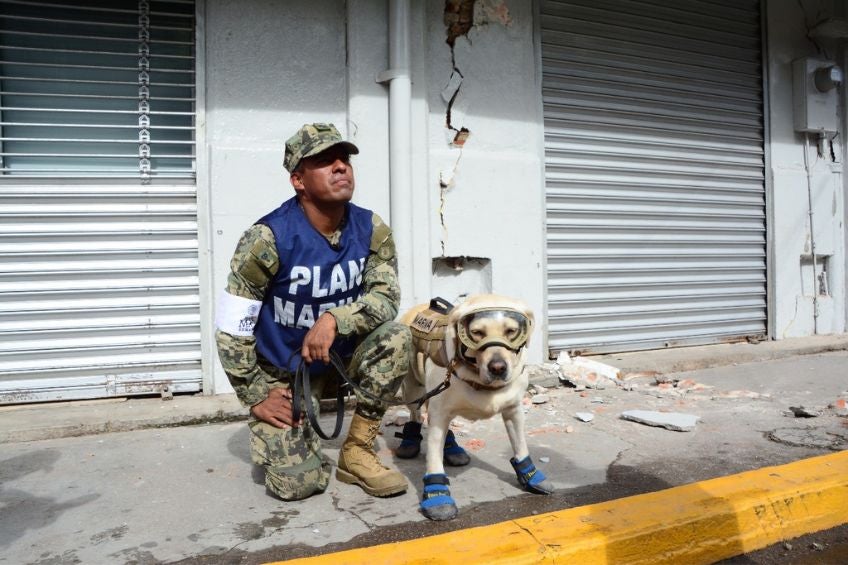 Frida, perrita rescatista