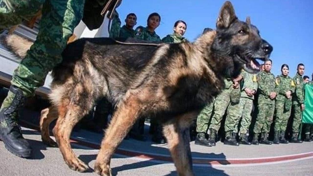 Proteo: Murió perro rescatista del Ejército Mexicano que viajó a Turquía