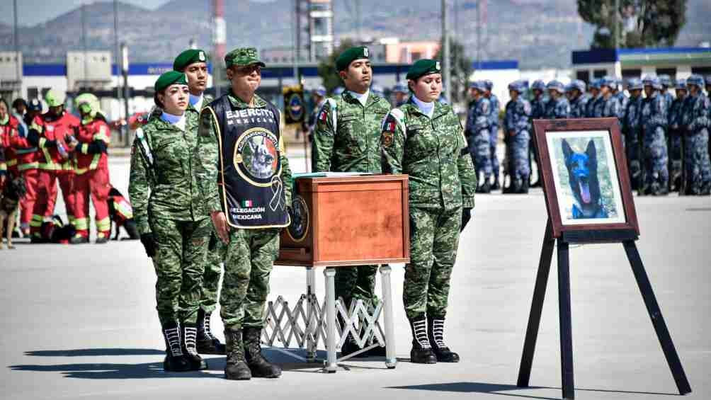 Proteo: perro rescatista que murió en Turquía llega a México y le rinden honores