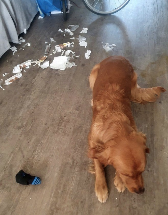 Rudy es el perro que se comió los boletos de la Carabao Cup