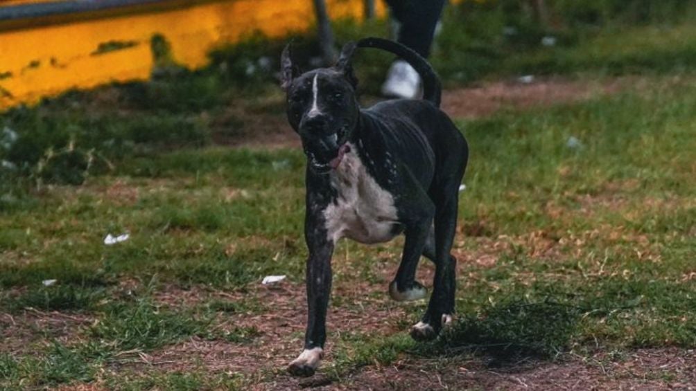 El perrito disfrutó su estancia en la cancha